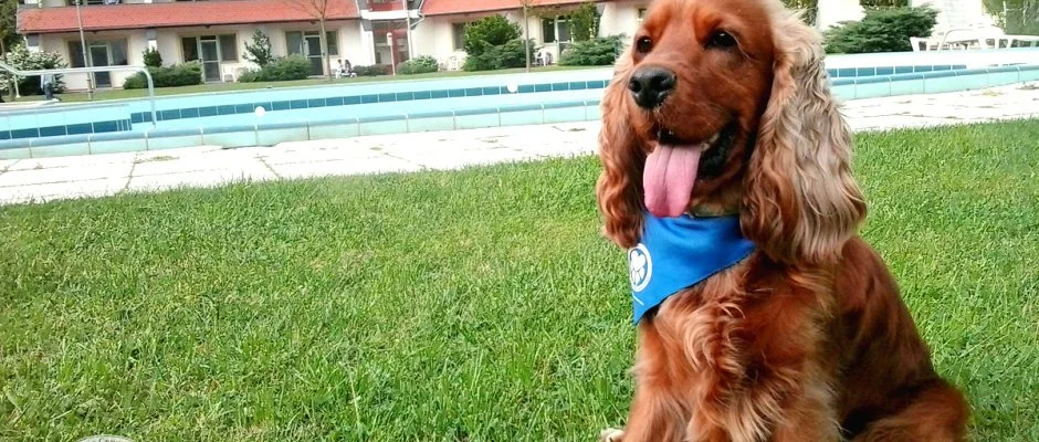 Abbzia Country Club Nemesnp