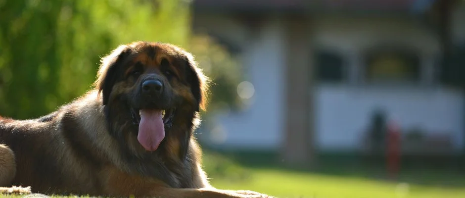 Abbzia Country Club Nemesnp