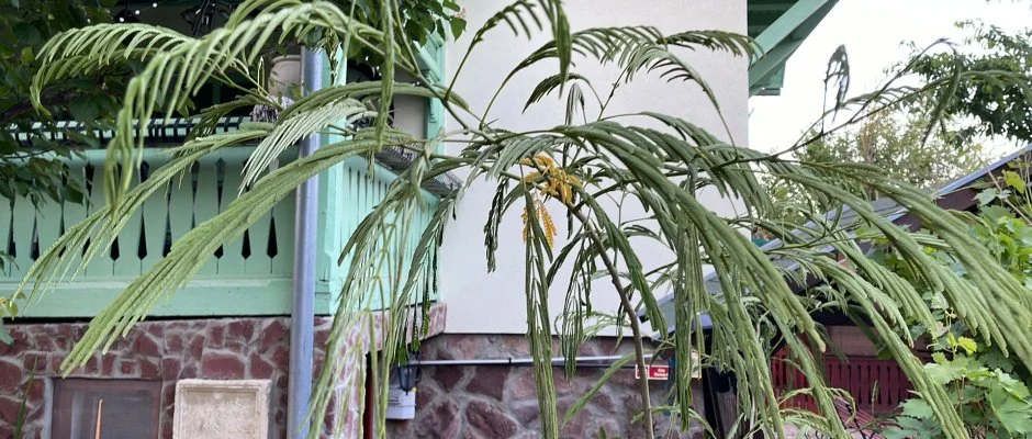 dm Apartman Balatonfldvr