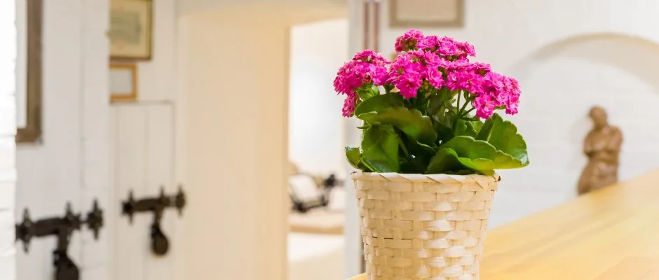 dm Apartman Balatonfldvr