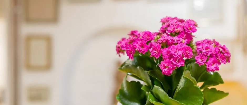 dm Apartman Balatonfldvr