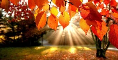 szi wellness (min. 2 j)