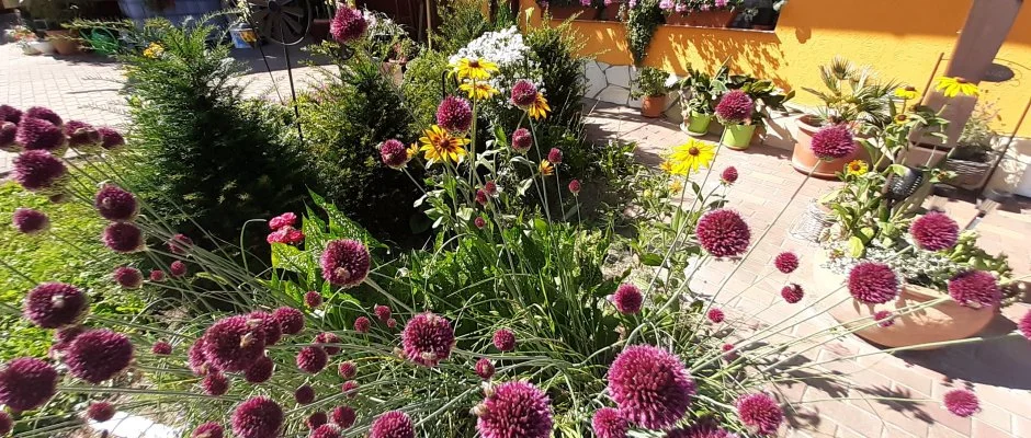 Andrea Vendghz Kehidakustny