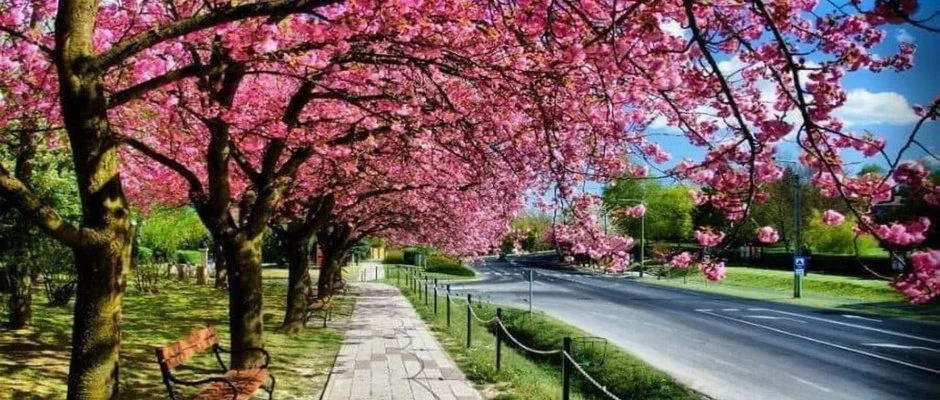 Arany Apartmanhz Zalagyngye Zalakaros