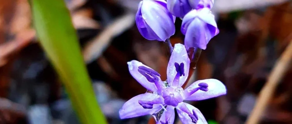 Atlas Apartman B�k, B�kf�rd�