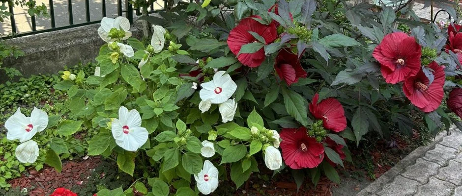 Aventurin House Rvflp