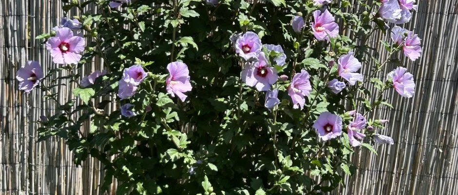 Aventurin House Rvflp