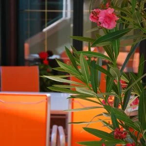 Bacchus Panzió Eger - Május 1. (min. 2 éj)