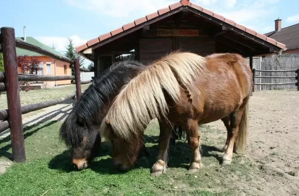 Bagolyvár Inárcs Bagolyvár Inárcs