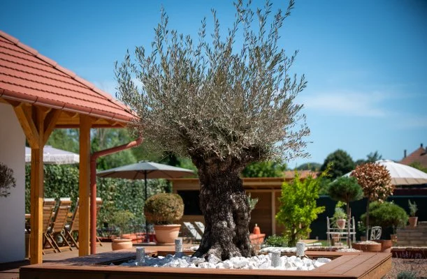 Casa Oliva Tokaj Casa Oliva Tokaj