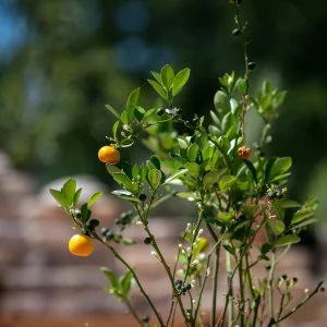 Casa Oliva Tokaj Tokaj - Pünkösd