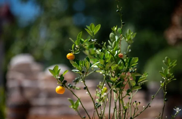 Casa Oliva Tokaj Casa Oliva Tokaj