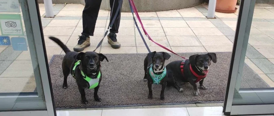 CE Plaza Hotel Sifok