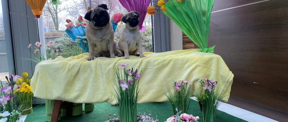 CE Plaza Hotel Sifok