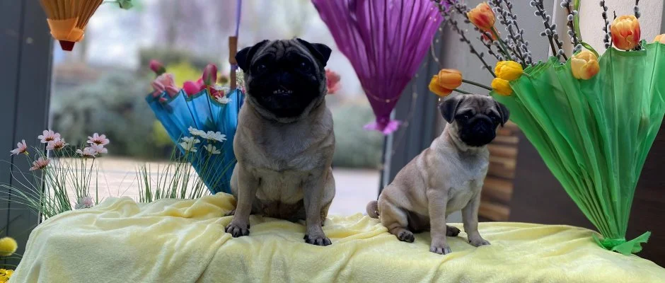 CE Plaza Hotel Sifok