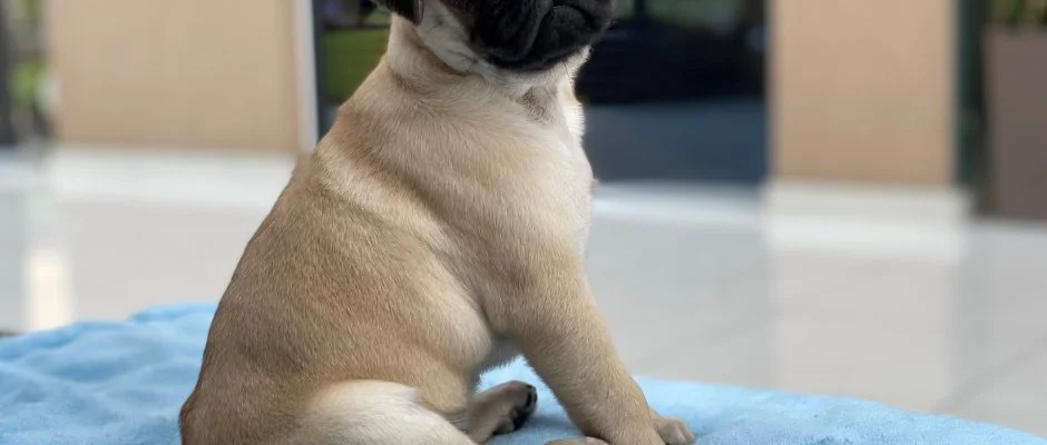 CE Plaza Hotel Sifok