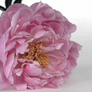  Gyula - Pünkösd (min. 2 éj)