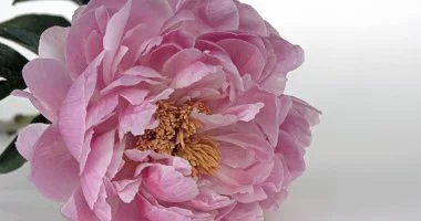 P�nk�sd (min. 3 �j)