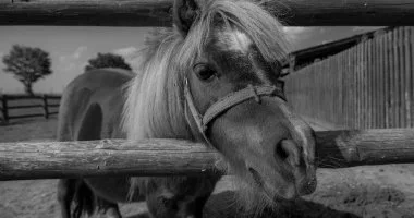 P�nk�sd (min. 2 �j)