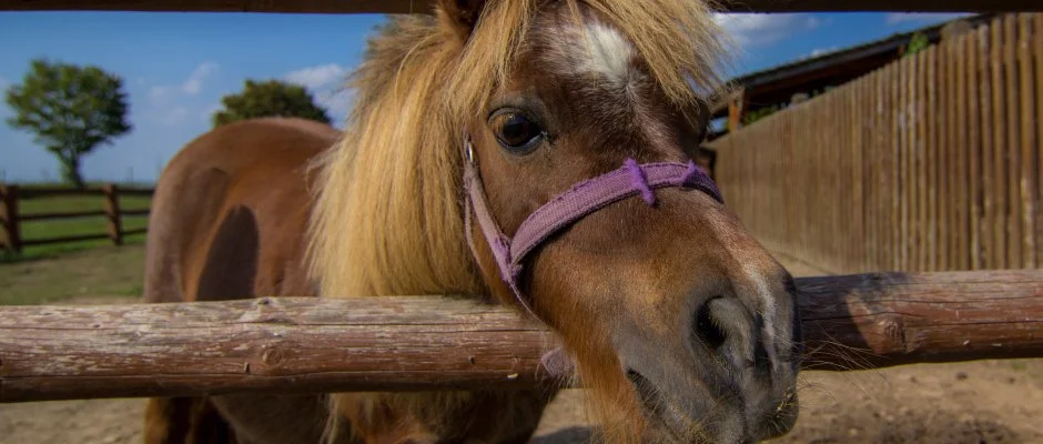 Csodaszarvas Tjpark Rbahdvg