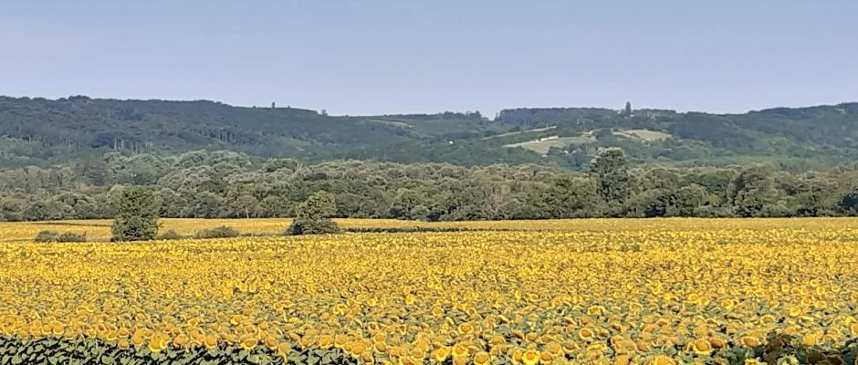 Difa Vendghz Kehidakustny