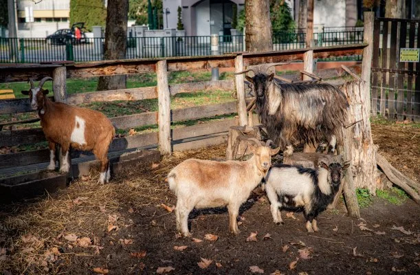 Dráva Hotel Harkány Dráva Hotel Harkány