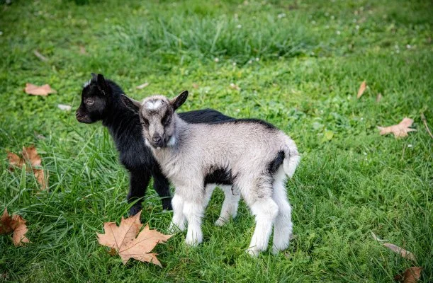 Dráva Hotel Harkány Dráva Hotel Harkány