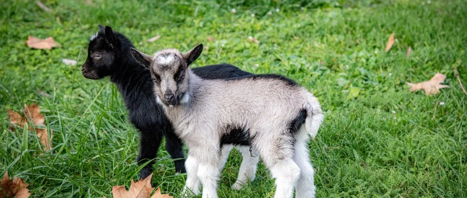 Dr�va Hotel Thermal Resort Hark�ny