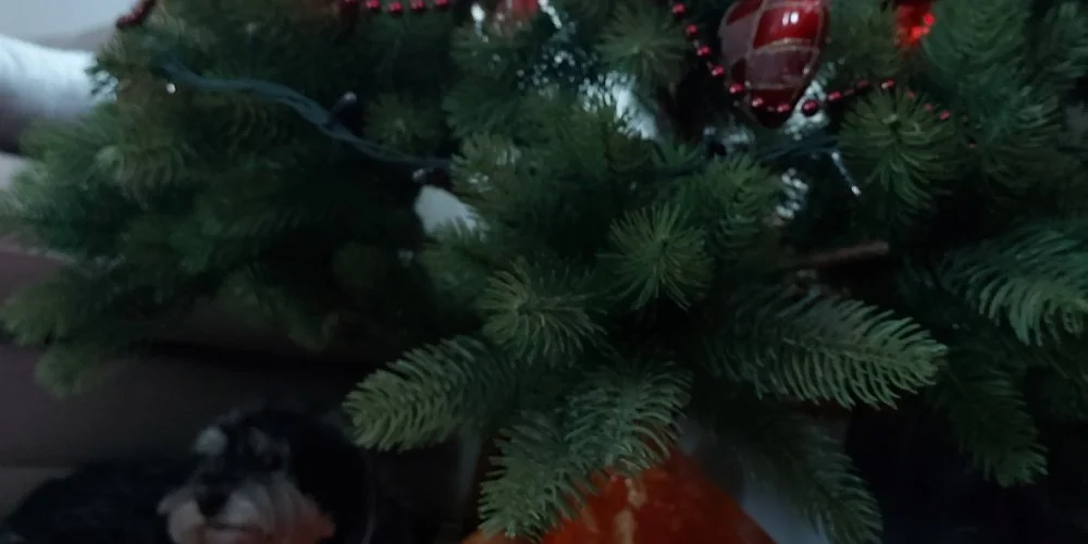 Dream Horse Apartman Cserkeszl