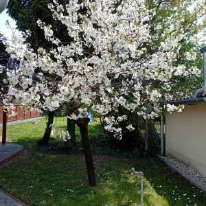 Eötvös Nyaraló Siófok - Augusztus 20.