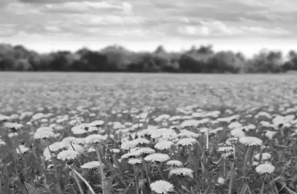 Fodor Hotel Gyula Fodor Hotel Gyula