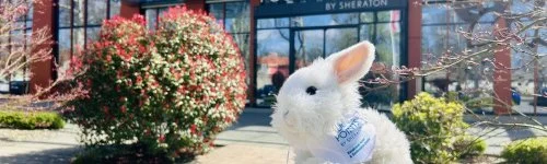 Four Points by Sheraton Kecskem�t Hotel & Konferenciak�zpont 