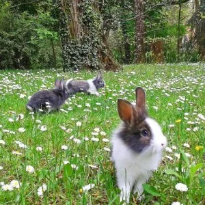  Lajosmizse - Húsvét 