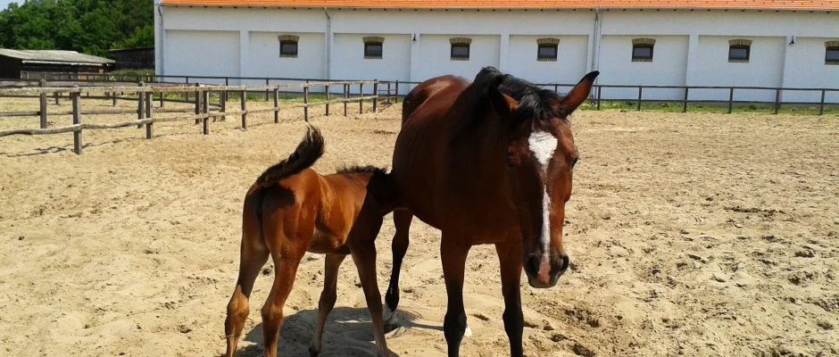 Geréby Kúria Hotel és Lovasudvar Lajosmizse