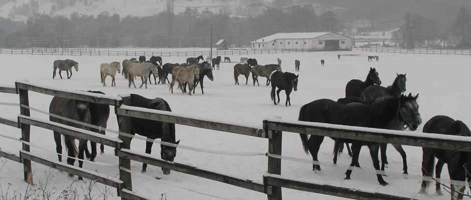 Aliz Villa Szilvsvrad