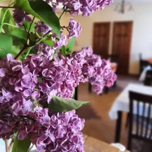 Aliz Villa Szilvásvárad - Áreső a korai foglalóknak (min. 3 éj)