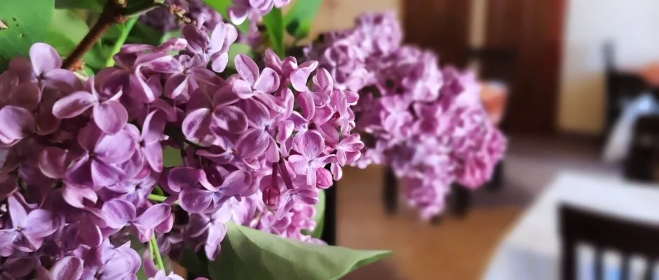 Aliz Villa Szilvsvrad