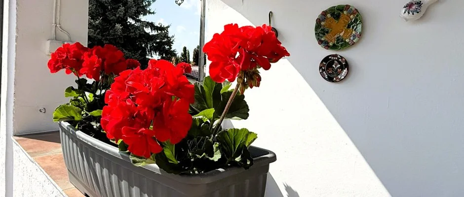 Harmony Vendghz Egerszalk