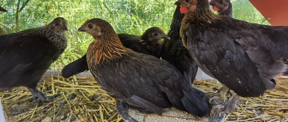 Helna Hotel & SPA Levl