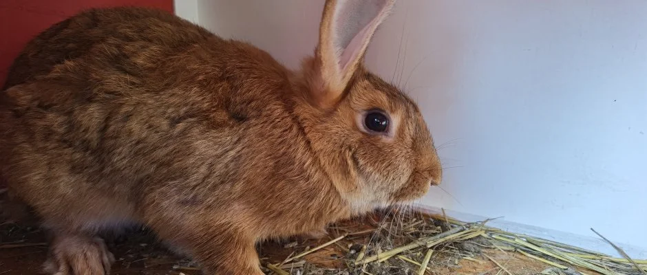 Helna Hotel & SPA Levl