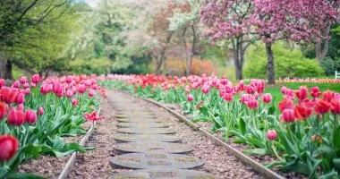 Tavaszi zsong�s (min. 2 �j)