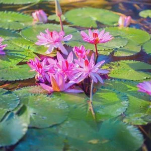  Hévíz - Évindító Szállásvadászat Hévízen (min. 2 éj)