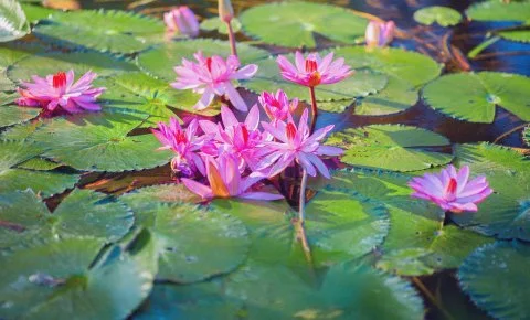Hunguest Hotel Panoráma Hévíz - Évindító Szállásvadászat Hévízen