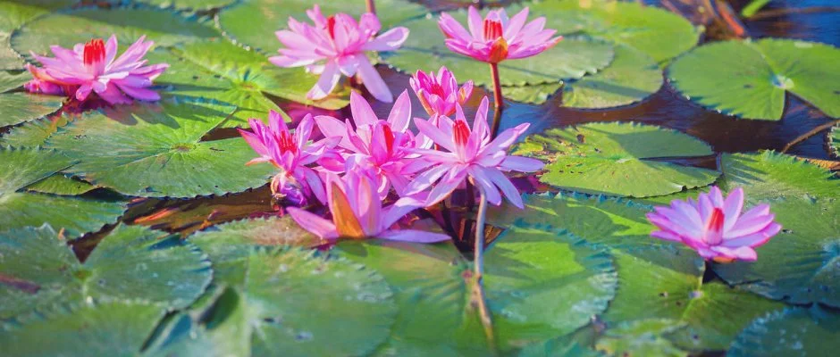 Hunguest Hotel Panorma Hvz