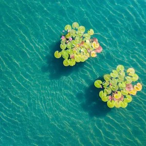  Hévíz - Évindító Szállásvadászat Hévízen, fürdőbelépővel (min. 2 éj)