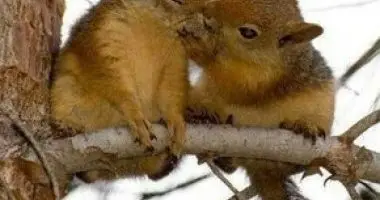 Szerelmes prok ajnlata (min. 2 j)