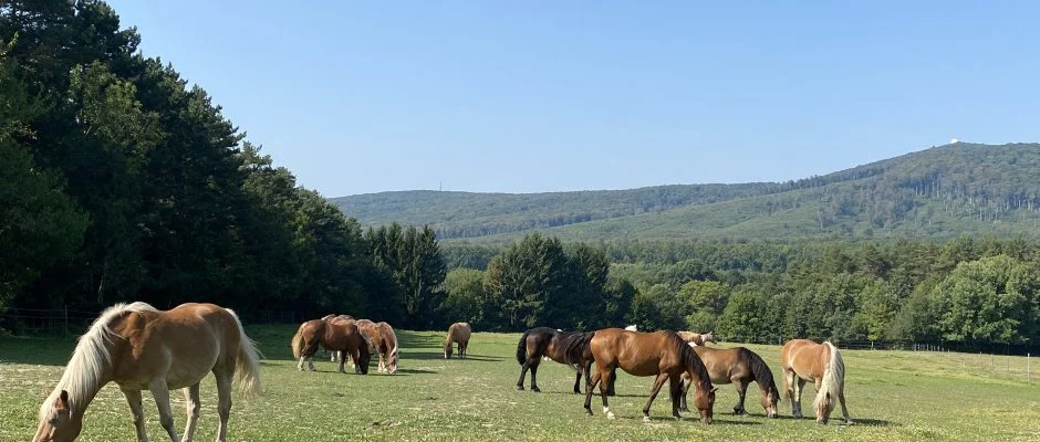 Hotel Szpalma Porva-Szpalmapuszta