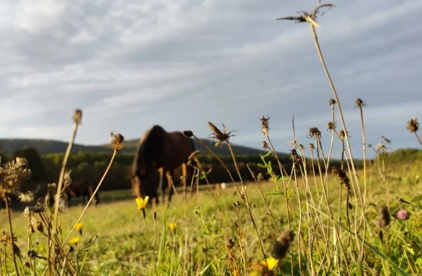 Hotel Sz�palma Porva-Sz�palmapuszta