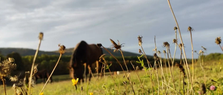 Hotel Sz�palma Porva-Sz�palmapuszta