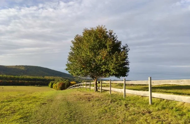 Hotel Sz�palma Porva-Sz�palmapuszta